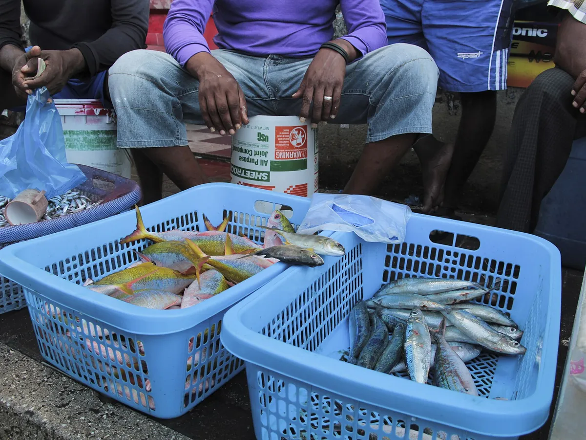Fresh reef fish and tuna in blue baskets at the Malé fish market